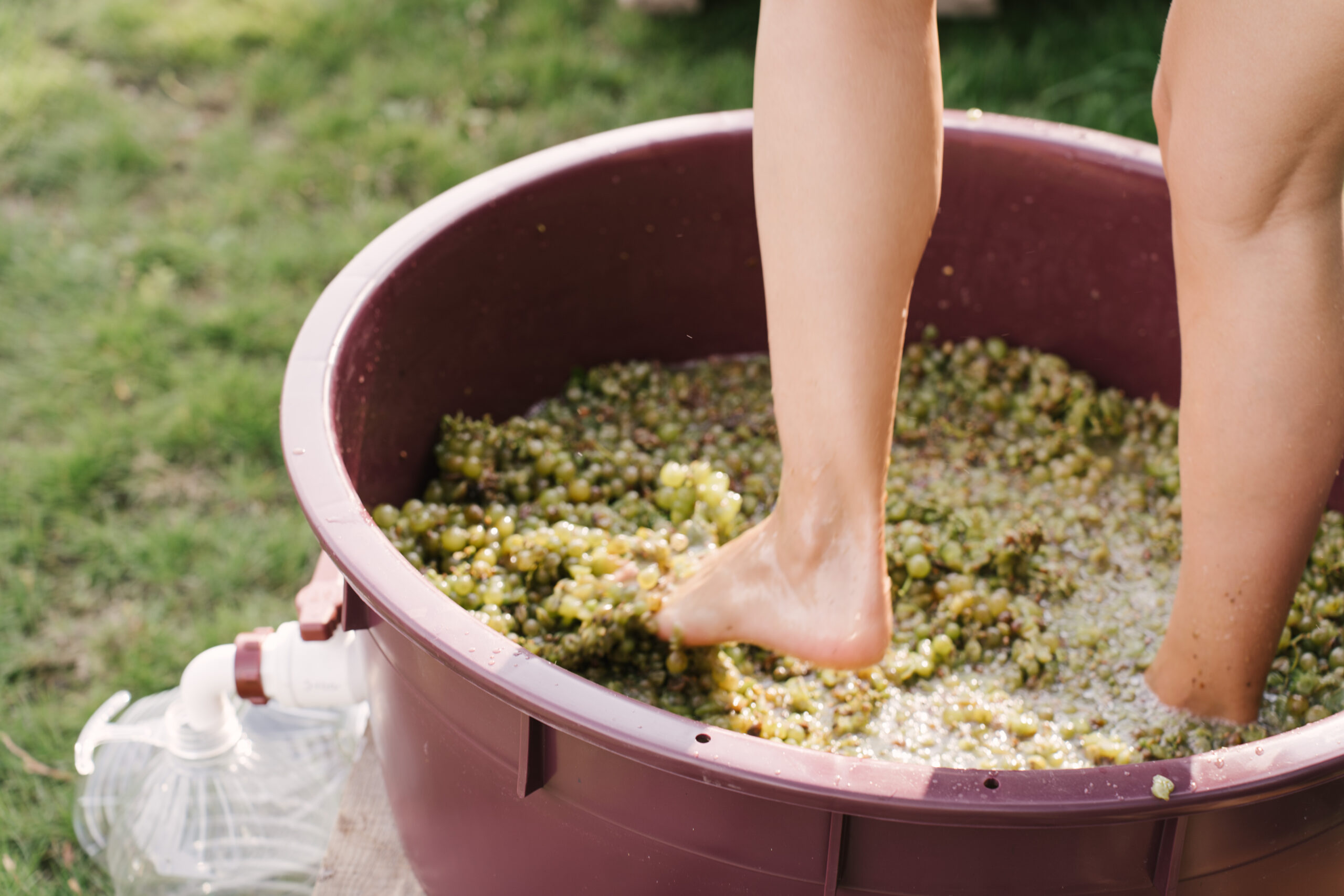 I. Badacsony Borterasz Szüreti Mulatság 🍇